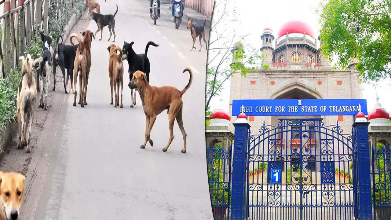 TG High Court: కమిటీని ఏర్పాటు చేయండి.. వీధి కుక్కల నియంత్రణపై హైకోర్టు కీలక నిర్ణయం..