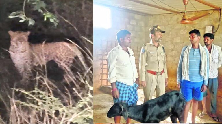 Tiger in Telangana: తెలంగాణలో చిరుత సంచారం.. అటు మెదక్‌, ఇటు నిజామాబాద్‌ లో టెన్షన్‌..