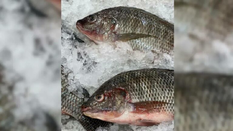 Benefits of Fish: మృగశిర కార్తె రోజే చేపలు ఎందుకు తింటారు? ఎన్ని లాభాలో తెలుసా?
