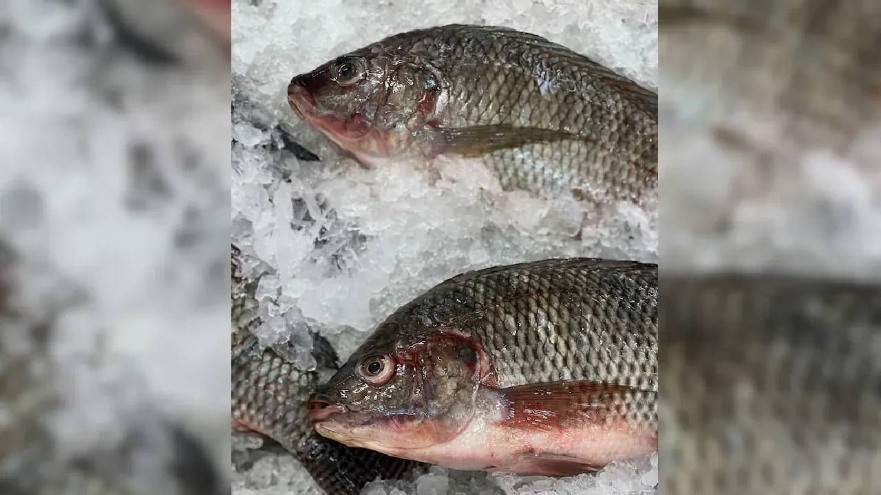 Benefits of Fish: మృగశిర కార్తె రోజే చేపలు ఎందుకు తింటారు? ఎన్ని లాభాలో తెలుసా?