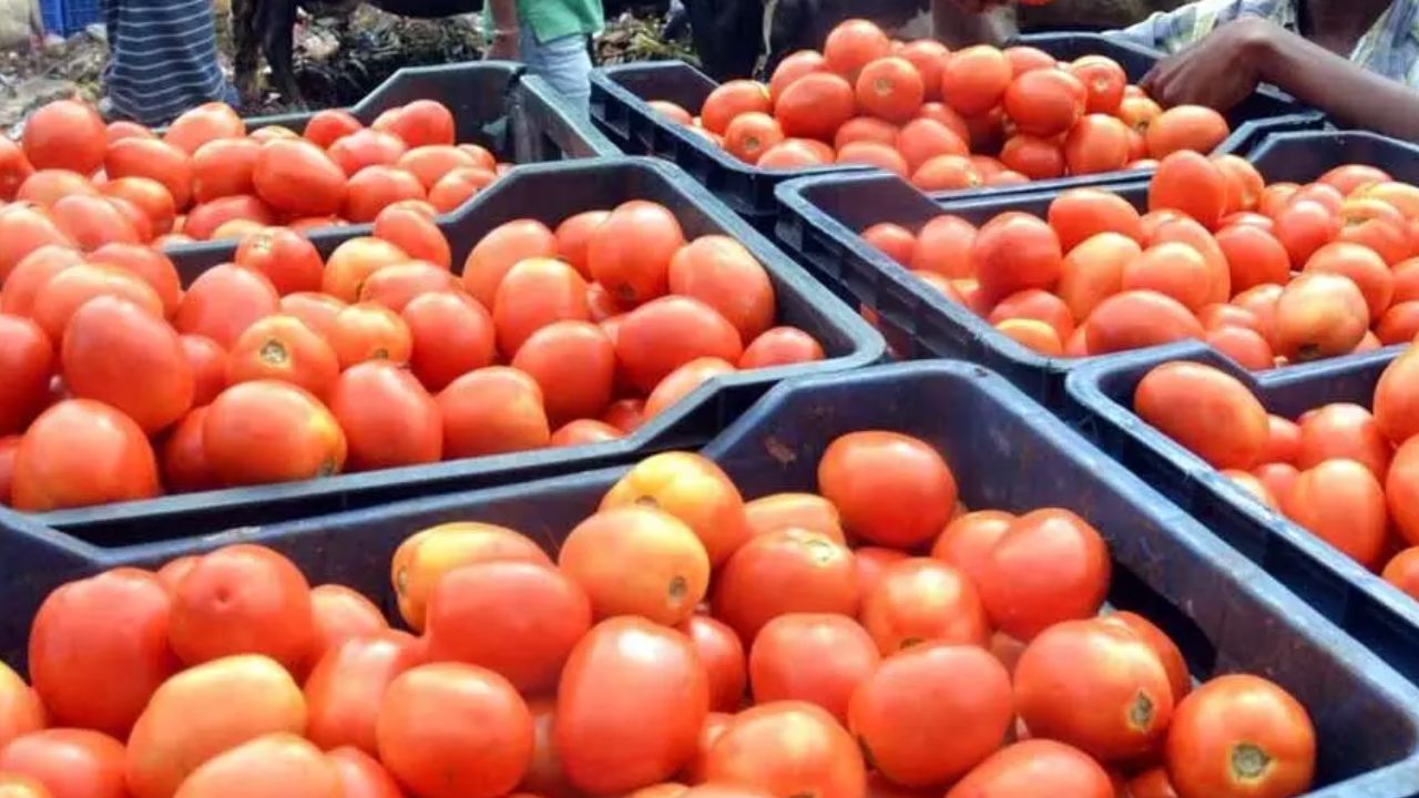 Tomato Price Hike: సామాన్యులకు షాక్.. మరోసారి భారీగా పెరిగిన టమాటా ధర! కిలో ఎంతంటే?