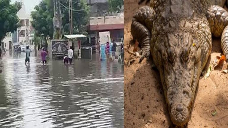 Heavy Rain: వడోదరలో దంచికొట్టిన వర్షం.. రోడ్ల మీదకొస్తున్న మొసళ్లు