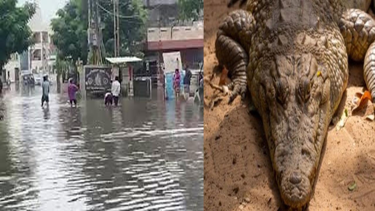 Heavy Rain: వడోదరలో దంచికొట్టిన వర్షం.. రోడ్ల మీదకొస్తున్న మొసళ్లు
