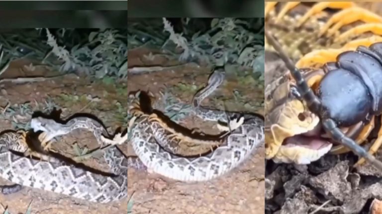 Snake vs centipede: పాముతో జెర్రి బిగ్ ఫైట్.. చివరకు?