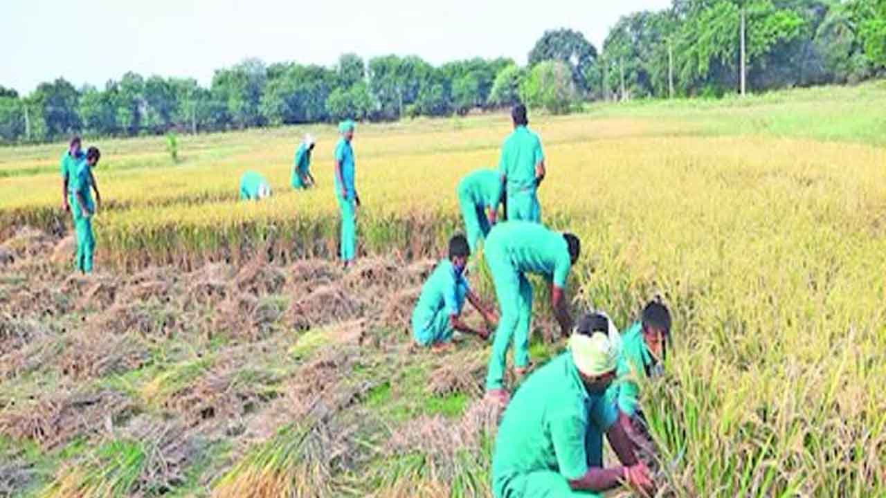 Agricultural Field :  చర్లపల్లి ఖైదీల వ్యవసాయ క్షేత్రం జైల్లో కుక్కల బెడద