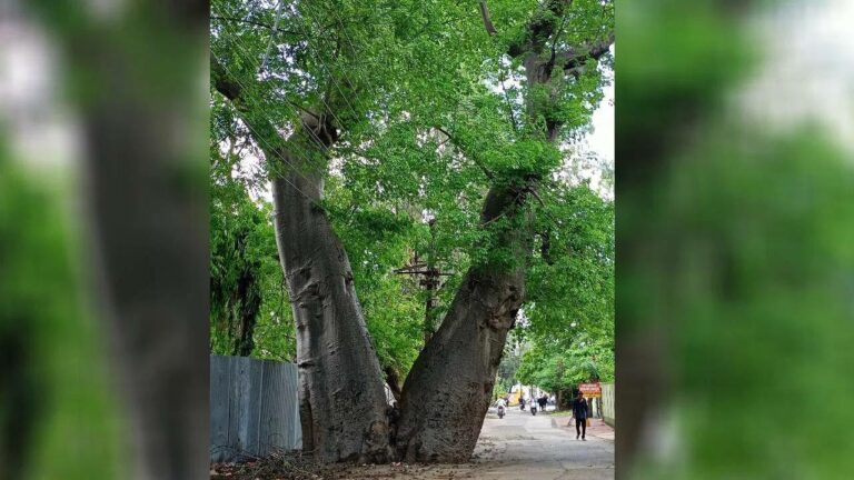 Viral news: 500 ఏళ్ల నాటి “ఏనుగు పాదం”గా పిచితే చింత చెట్టు..ఎక్కడ ఉందో తెలుసా?