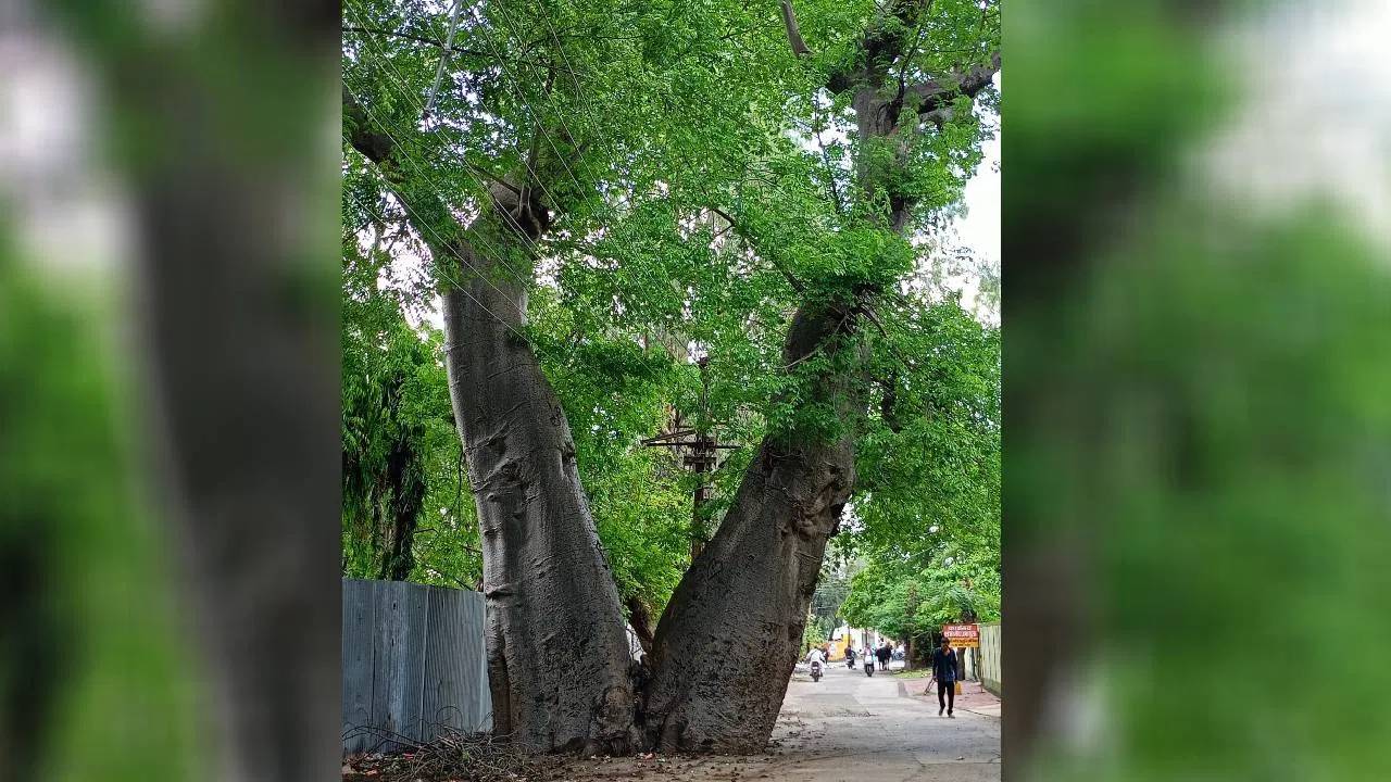 Viral news: 500 ఏళ్ల నాటి “ఏనుగు పాదం”గా పిచితే చింత చెట్టు..ఎక్కడ ఉందో తెలుసా?