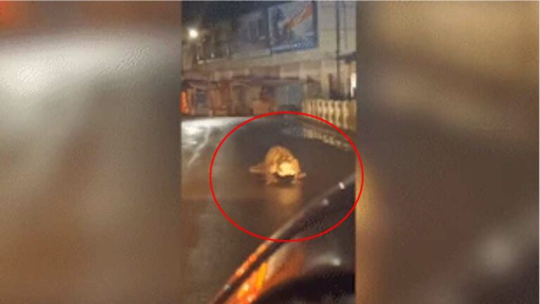 Maharashtra: వామ్మో.. నడిరోడ్డుపైకి మొసలి.. హడలెత్తిపోయిన జనాలు