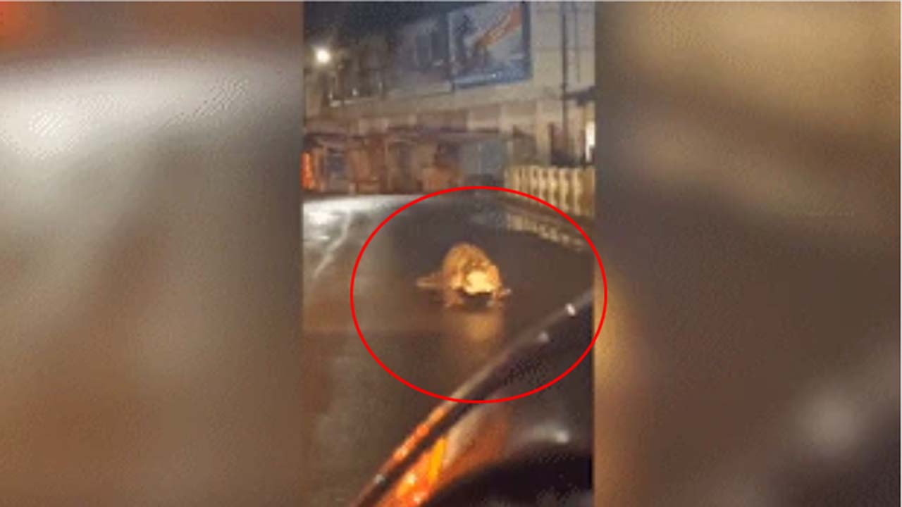 Maharashtra: వామ్మో.. నడిరోడ్డుపైకి మొసలి.. హడలెత్తిపోయిన జనాలు