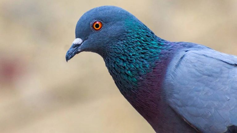 Dove: పావురాన్ని పెంచుకుంటున్నారా..? చాలా డేంజర్.. మన ప్రాణాలకే ప్రమాదం..