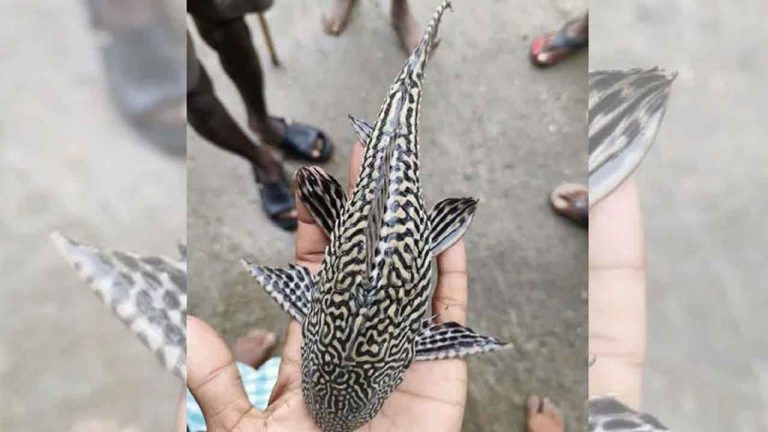 Invasive Devil Fish : ప్రాణహిత నదిలో దక్షిణ అమెరికాకు చెందిన డెవిల్ చేప