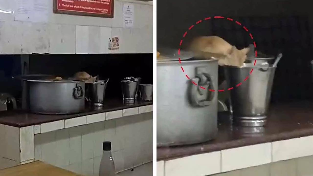 JNTUH : జేఎన్టీయూ హస్టల్‌లో ఆహారం తిన్న పిల్లి ఘటన.. వివరణ ఇచ్చిన ప్రిన్సిపాల్‌