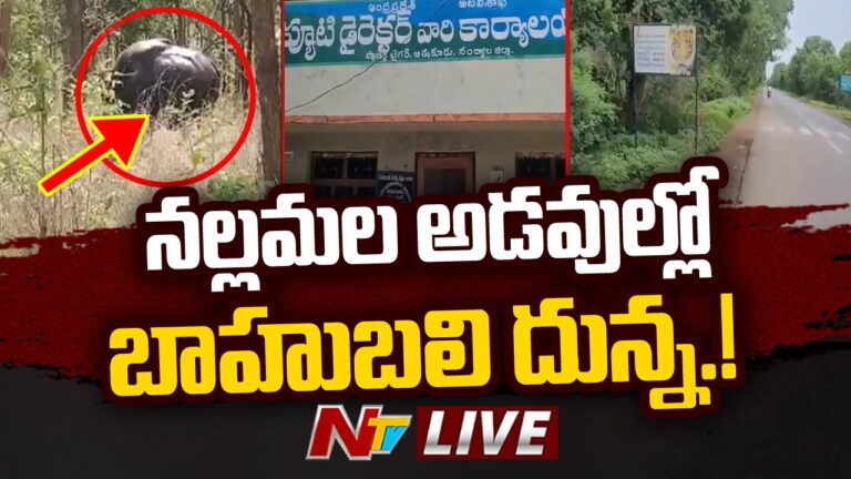 Indian Bison : నల్లమలలో 150 ఏళ్ల తర్వాత అనుకోని అతిధి.. సంబరపడిపోతున్న జంతు ప్రేమికులు..