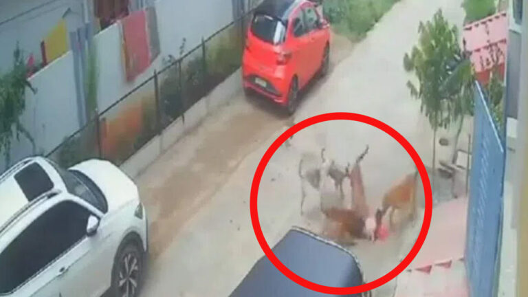 Stray Dogs : ఇంటి బయట ఆడుకుంటున్న చిన్నారిపై వీధికుక్కలు దాడి