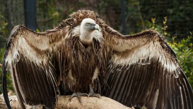 Vultures Death India: భారత్ లో రాబందుల తగ్గుముఖం..మానవ మనుగడకు ముప్పు..