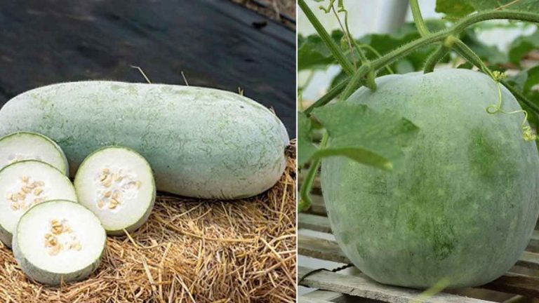 Ash Gourd: బూడిద గుమ్మడి దిష్టికే వాడుతున్నారు అనుకున్నారా.? వాటిని తింటే ఎన్ని ప్రయోజనాలో..