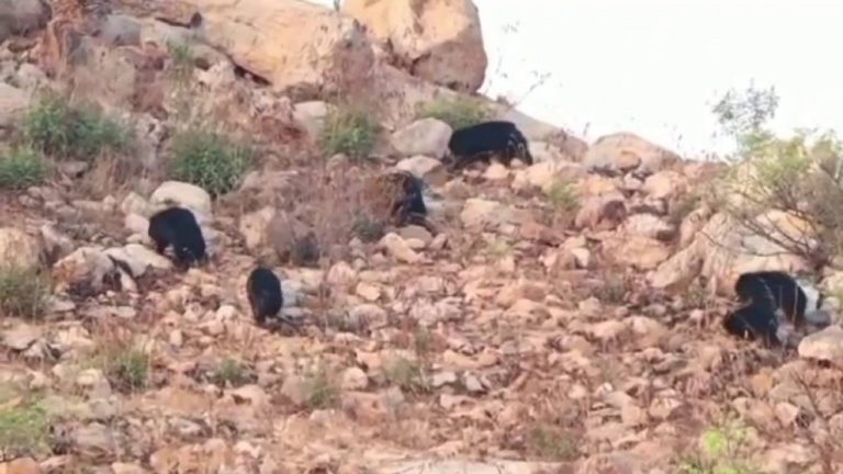 Bears Hulchul: కళ్యాణదుర్గంలో ఎలుగుబంట్లు హల్‌చల్.. భయం గుప్పిట్లో ప్రజలు