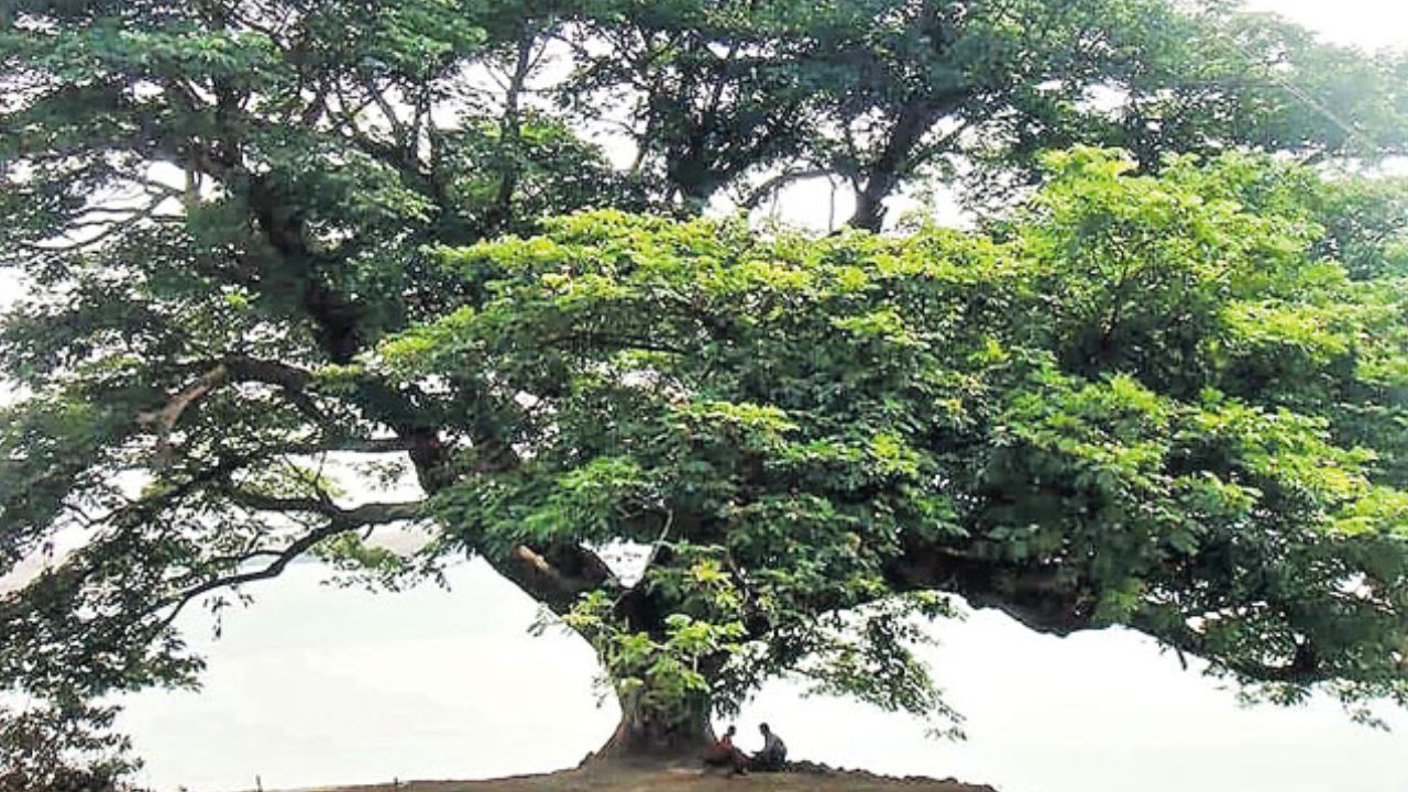 Kumaradevam Cinema Tree: సినీ వృక్షంను బతికించాలి.. మరిన్ని సినిమాలు తీస్తా: డైరెక్టర్ వంశీ
