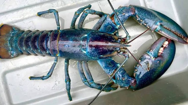 US: మత్స్యకారుడికి అరుదైన ఎండ్రకాయ లభ్యం..ఇది 10 కోట్ల సంవత్సరాలకు ఒకసారి మాత్రమే కనిపిస్తుంది