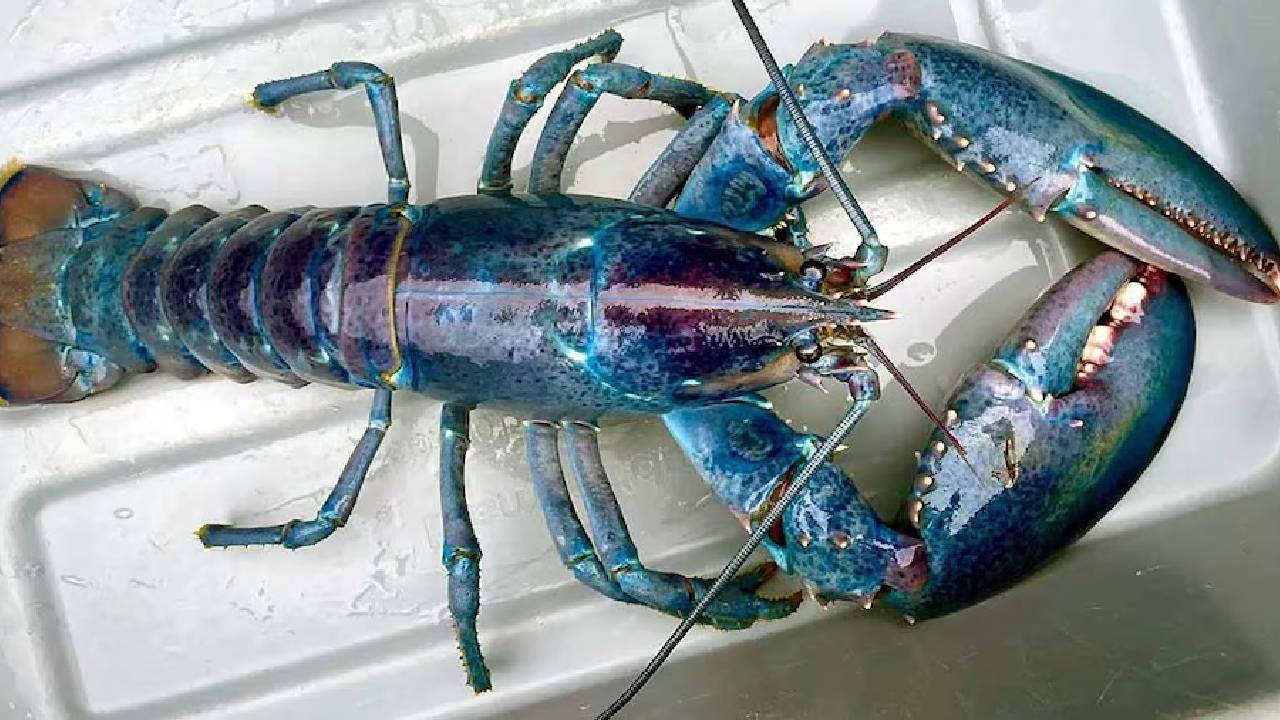 US: మత్స్యకారుడికి అరుదైన ఎండ్రకాయ లభ్యం..ఇది 10 కోట్ల సంవత్సరాలకు ఒకసారి మాత్రమే కనిపిస్తుంది