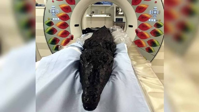 Crocodile Mummy: 3000 ఏళ్లనాటి మొసలి మమ్మీ.. సీటీ స్కాన్ లో సంచలన విషయాలు!