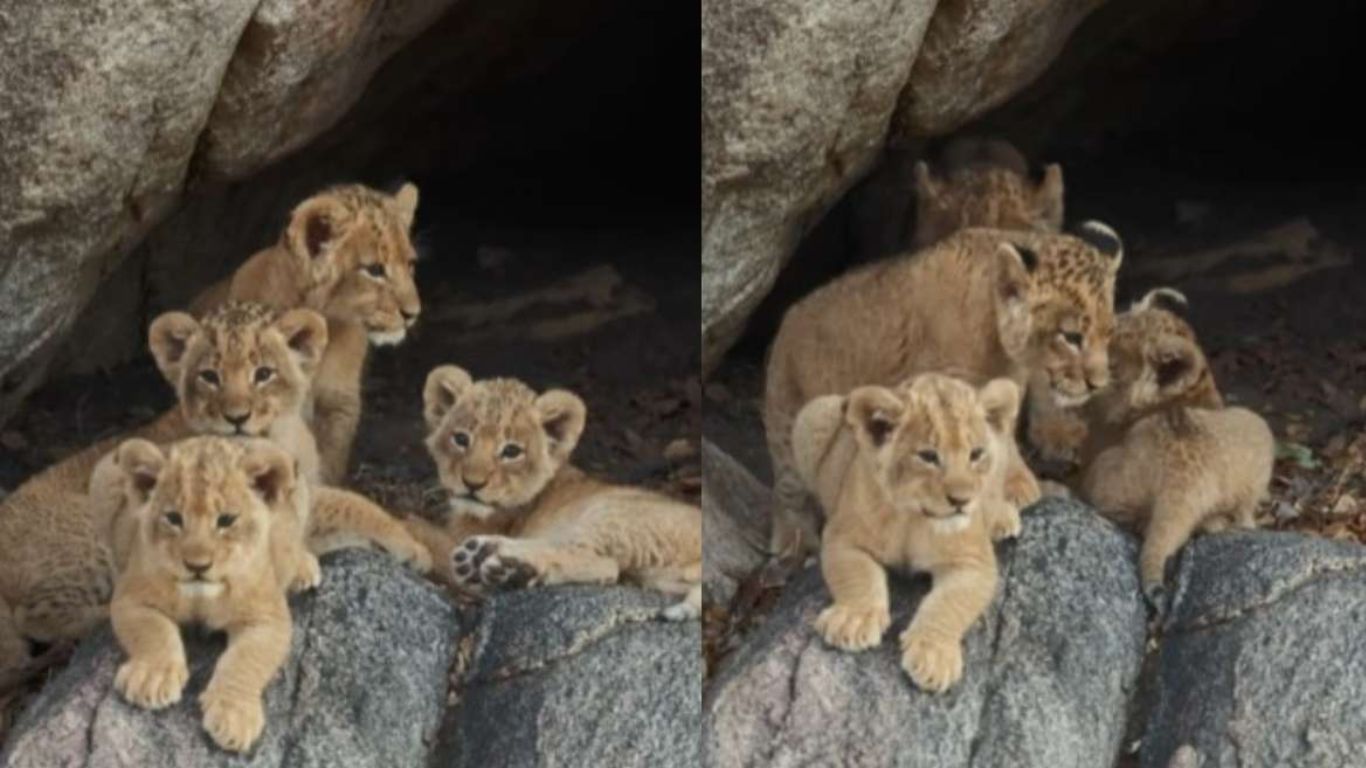Cubs Looks Viral: అయ్యబాబోయ్.. నాలుగు సింహం పిల్లలు ఒకేచోట..