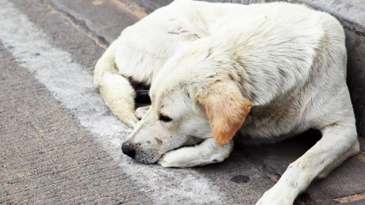 Unnatural S*x: ఓరి దరిద్రుడా.. కుక్కతో అదేం పనిరా