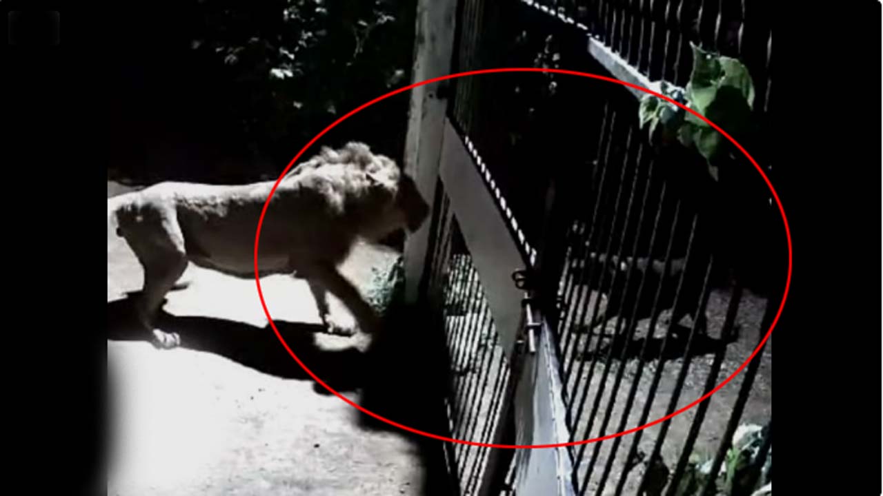 Gujarat video: రెండు కుక్కలు.. రెండు సింహాల మధ్య ఫైట్.. చివరికి ఏమైందంటే..!