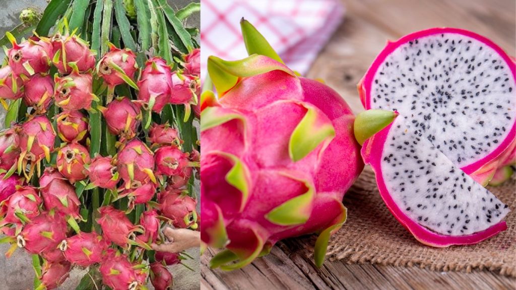 Dragon Fruits