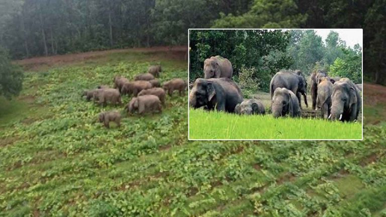 Elephants: మన్యంలో ఏనుగుల బీభత్సం.. గుంపులు గుంపులుగా వచ్చి..
