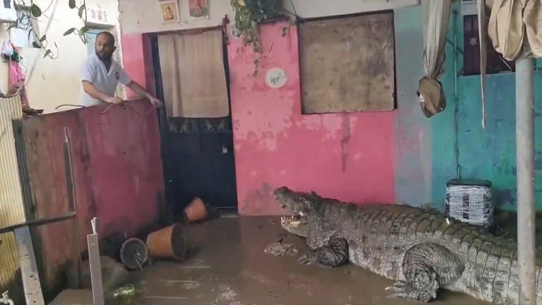 Gujarat Floods: వరదల్లో కొట్టుకొచ్చిన మొసళ్లు.. వీడియో వైరల్