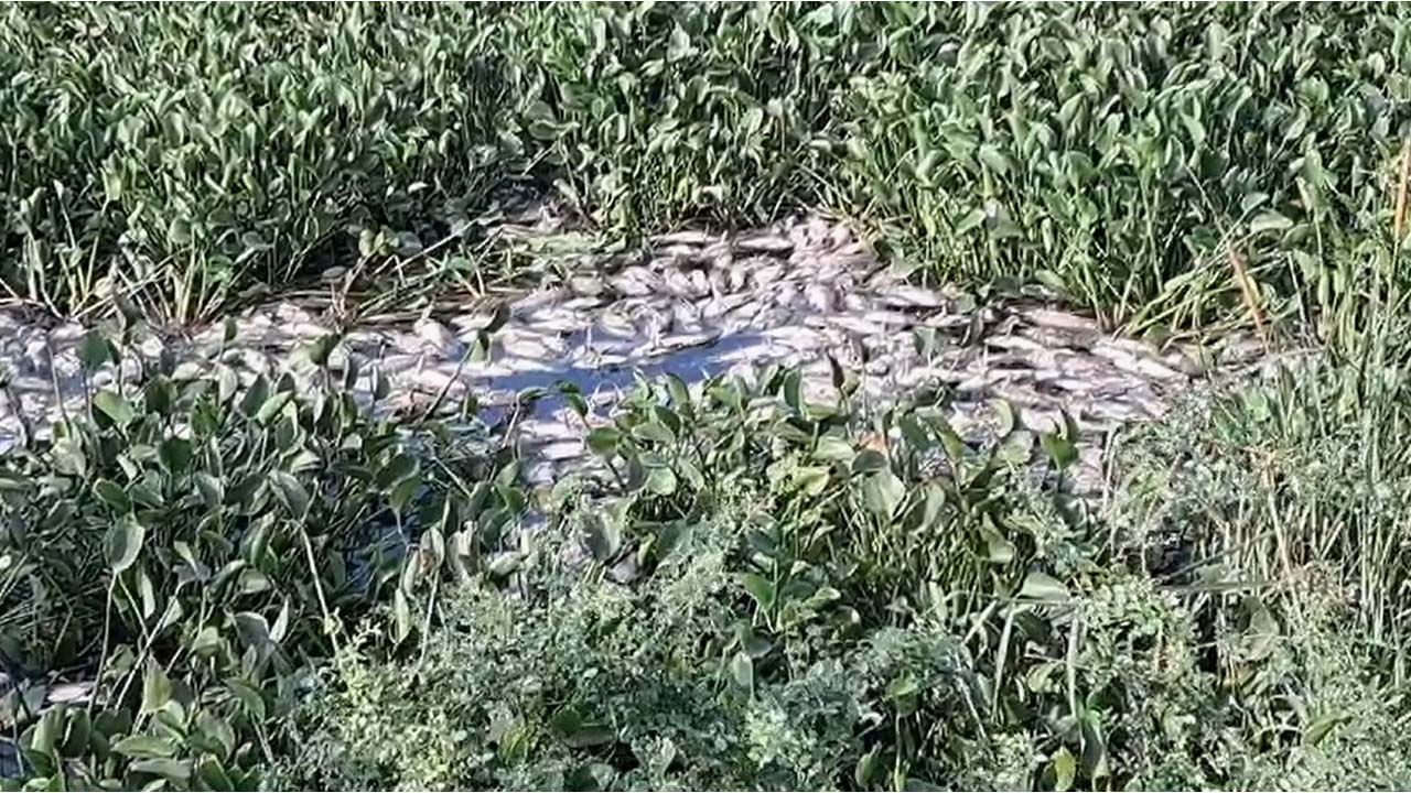 Fish Died: మహబూబ్ సాగర్ చెరువులో చేపలు మృతి..