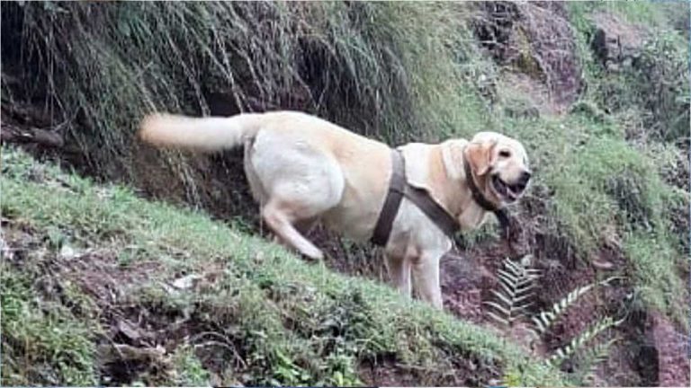 Army Dog Kent: ‘ఆపరేషన్ సుజలిగల’లో హీరోగా నిలిచిన జాగిలానికి శౌర్య అవార్డు..