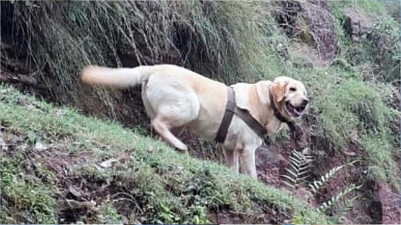 Army Dog Kent: ‘ఆపరేషన్ సుజలిగల’లో హీరోగా నిలిచిన జాగిలానికి శౌర్య అవార్డు..