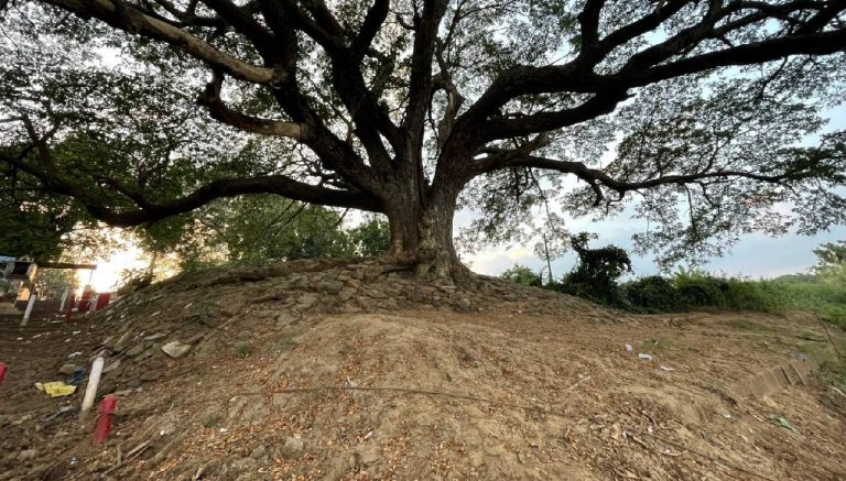 Kumaradevam Movies Tree : 300 సినిమాల్లో కనిపించిన చెట్టు ఇక లేదు