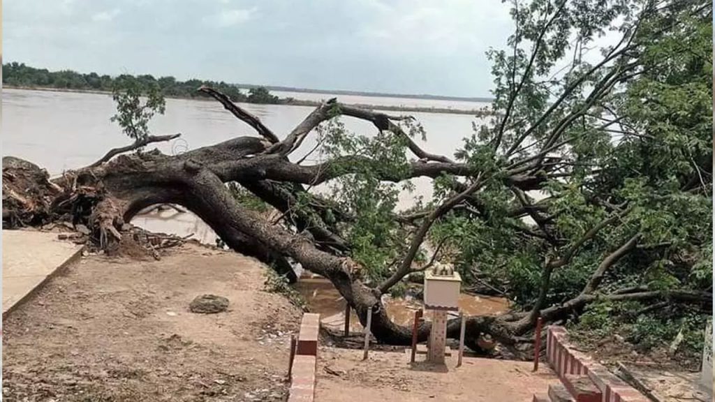 Kumaradevam Cinema Tree