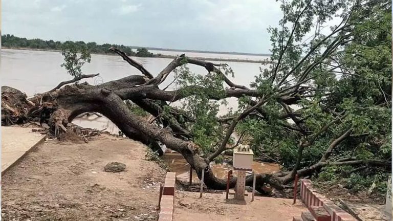 Kumaradevam Cinema Tree: తూ.గో జిల్లా సినిమా చెట్టుకు జీవం పోయడానికి ఏపీ సర్కార్ యత్నాలు