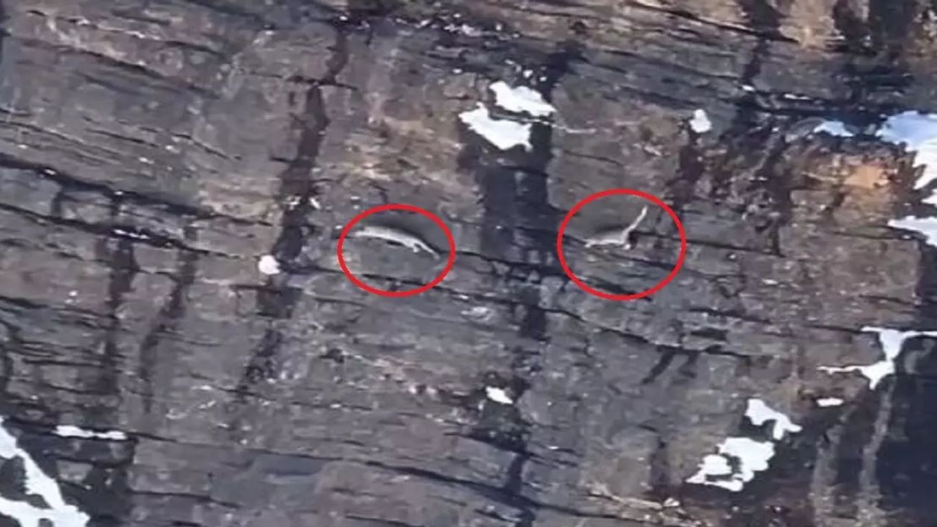 Snow Leopard: భారీ పర్వతాలపై చిరుతలు అలా ఎలా దూకేస్తున్నాయేంటి..?