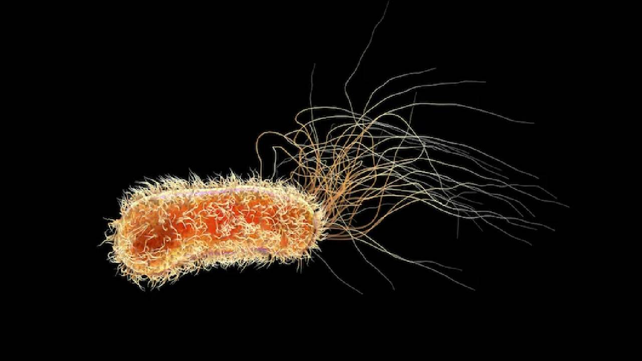 Methane-eating bacteria: భారత్‌లో తొలిసారి ‘‘మిథేన్‌-ఈటింగ్ బ్యాక్టీరియా’’ కనుగొన్నారు.. దీంతో చాలా ఉపయోగాలు..