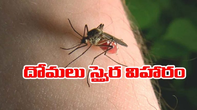 Mosquito: హైదరాబాద్‌లో దోమలు స్వైర విహారం.. కారణమిదేనా?
