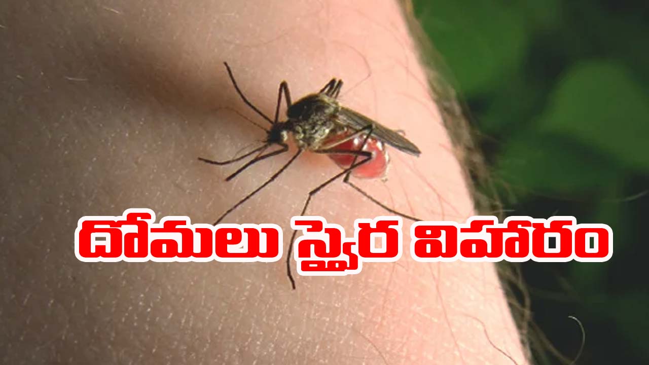 Mosquito: హైదరాబాద్‌లో దోమలు స్వైర విహారం.. కారణమిదేనా?
