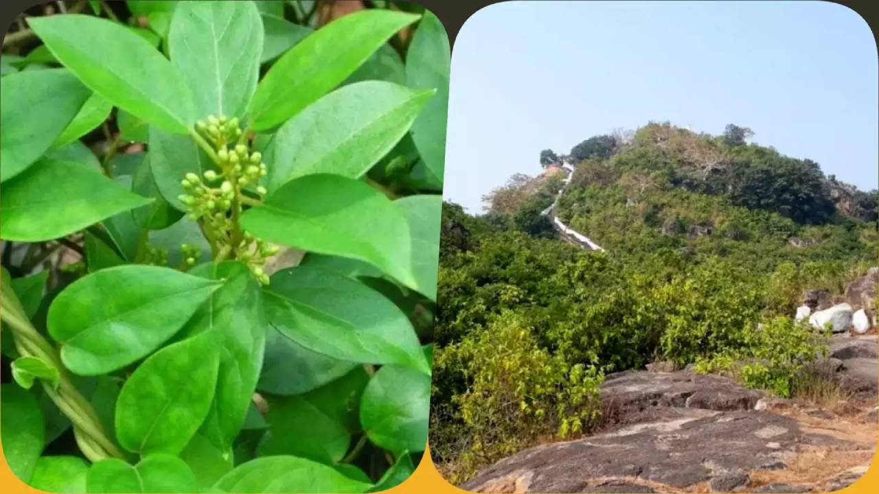 Bihar : బీహార్ కొండల్లో మధుమేహాన్ని నివారించే ఔషధ మొక్క