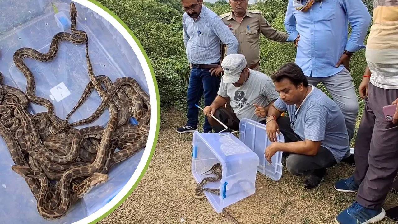 Snakes : చంబల్ లో పాముల ప్రపంచాన్ని సృష్టించిన రెండు కొండచిలువలు.. పొలాలు వదిలి రైతులు పరార్