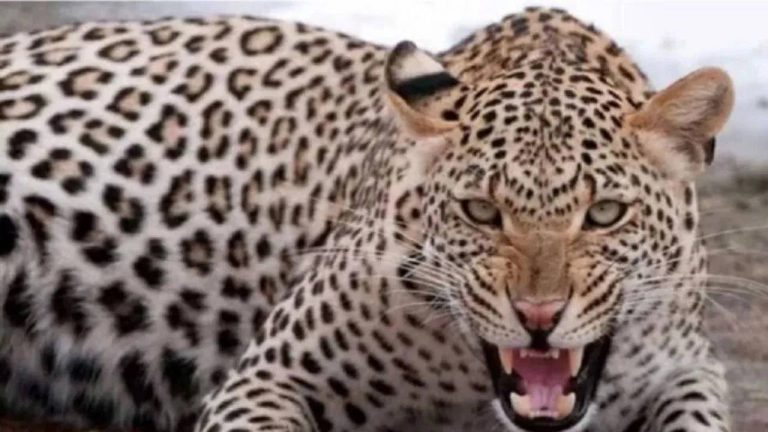 Leopard Eat Child : ఇంట్లో ఆడుకుంటున్న బాలికను ఎత్తుకెళ్లిన చిరుత.. అడవిలో మృతదేహం ముక్కలు