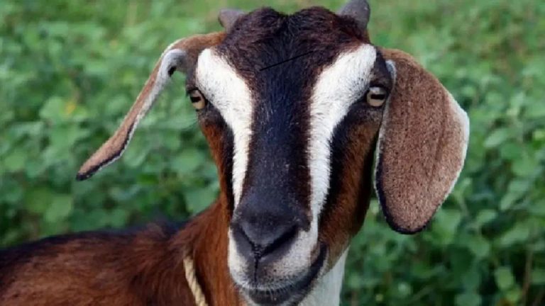 Bihar : కడుపుతో ఉన్న మేకపై ముగ్గురు దుండగుల సామూహిక అత్యాచారం