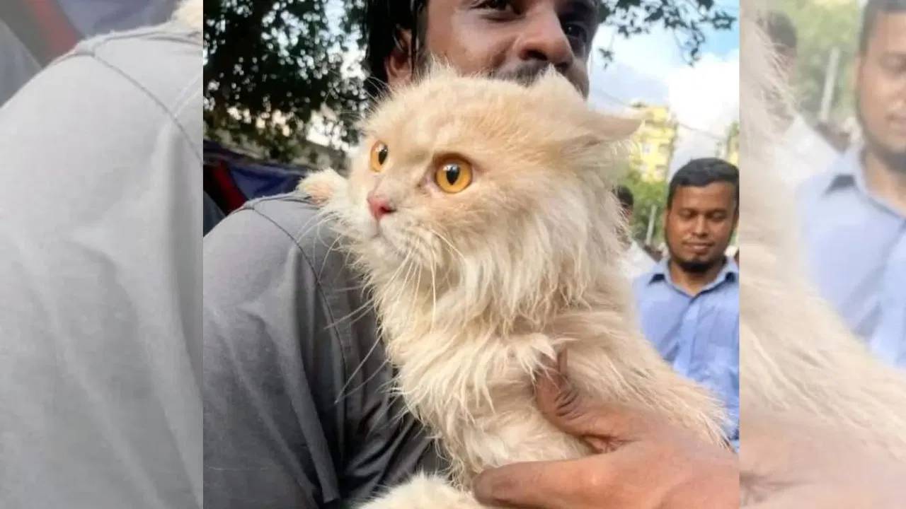 Sheikh Hasina : షేక్ హసీనా ఇంట్లో పిల్లి దొంగతనం.. మార్కెట్లో రూ.40వేలకు అమ్మిన దొంగ..చివరికి ఏమైందంటే ?