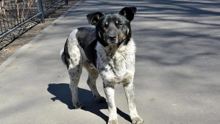 Chhattisgarh : కుక్క కాటుతో చనిపోయిన ఆవులు… వాటి పాలను విక్రయించిన యజమాని