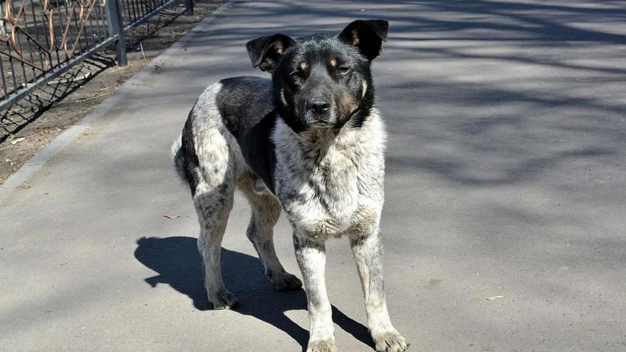 Chhattisgarh : కుక్క కాటుతో చనిపోయిన ఆవులు… వాటి పాలను విక్రయించిన యజమాని