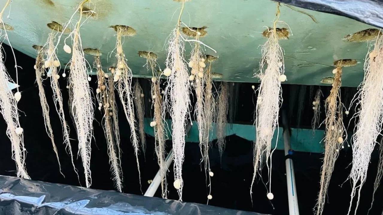 Potato Farming : కొత్త టెక్నాలజీ.. భూమిలో కాకుండా గాల్లో ఆలుగడ్డ పండిస్తున్న వైనం