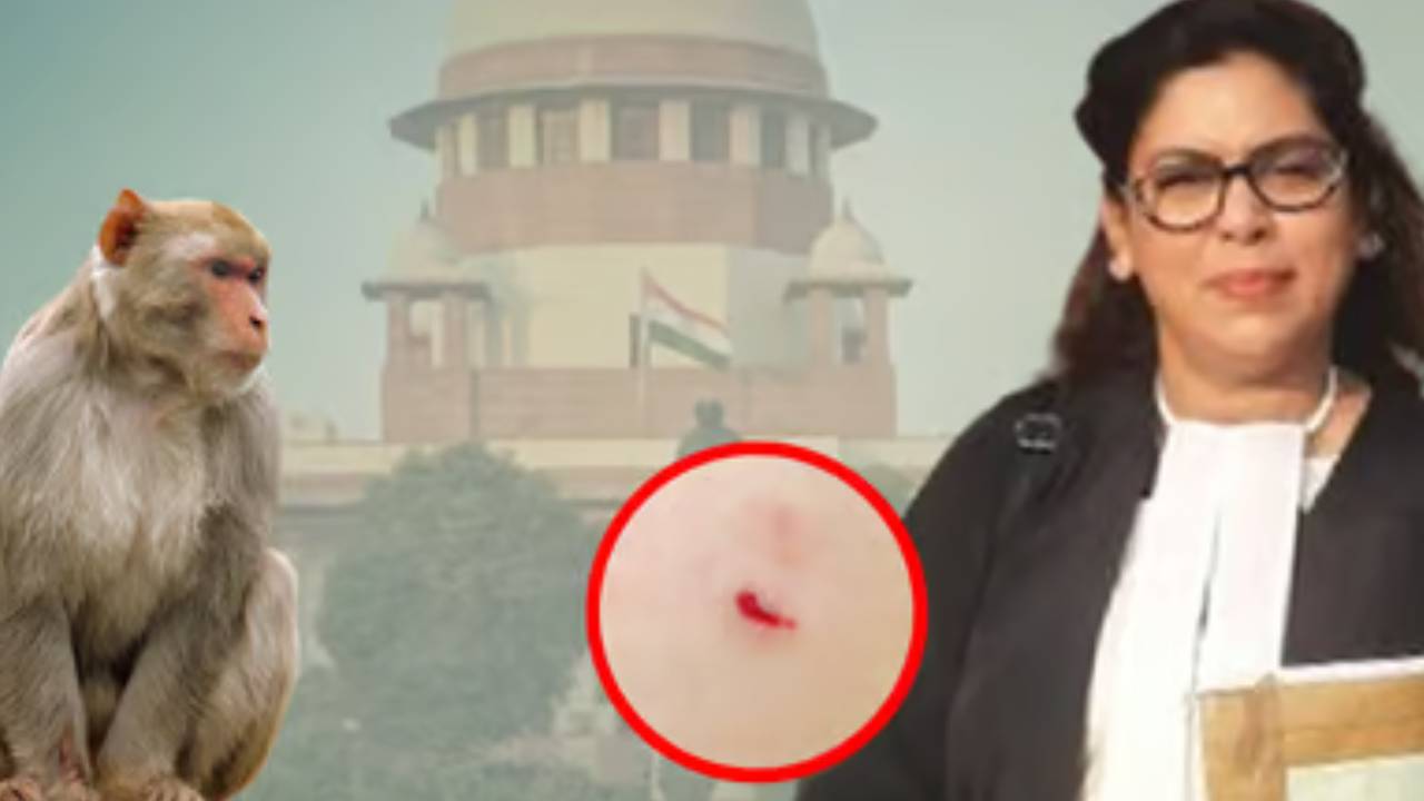 Supreme Court : సుప్రీంకోర్టు ఆవరణలో లాయర్ తొడ కొరికేసిన కోతి